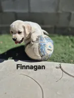 Finnegan, a male Labrador Retriever for sale in Oroville, CA – 1 of 4