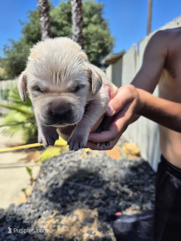 Patrick – Labrador Retriever puppy for sale in Oroville, CA
