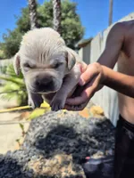 Patrick, a male Labrador Retriever for sale in Oroville, CA – 1 of 3