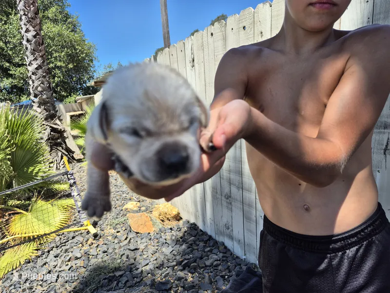 Finnegan – Labrador Retriever puppy for sale in Oroville, CA