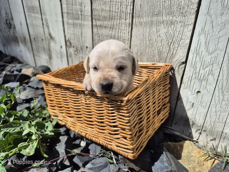 Twinkie – Labrador Retriever puppy for sale in Oroville, CA
