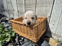 Twinkie, a male Labrador Retriever for sale in Oroville, CA – Photo 1 of 2
