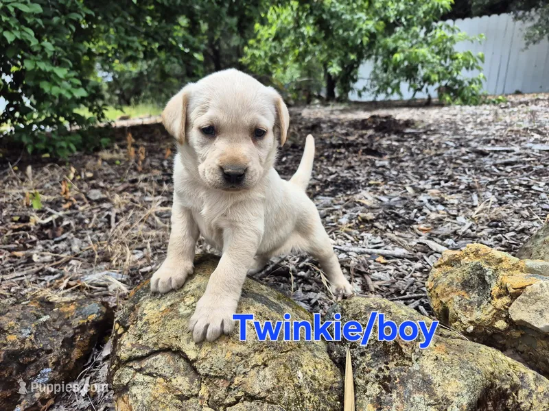 Twinkie – Labrador Retriever puppy for sale in Oroville, CA