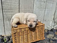 Twinkie, a male Labrador Retriever for sale in Oroville, CA – Photo 2 of 2