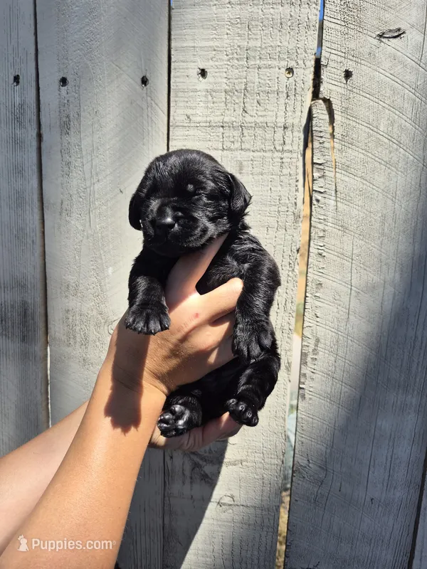 Tate – Labrador Retriever puppy for sale in Oroville, CA