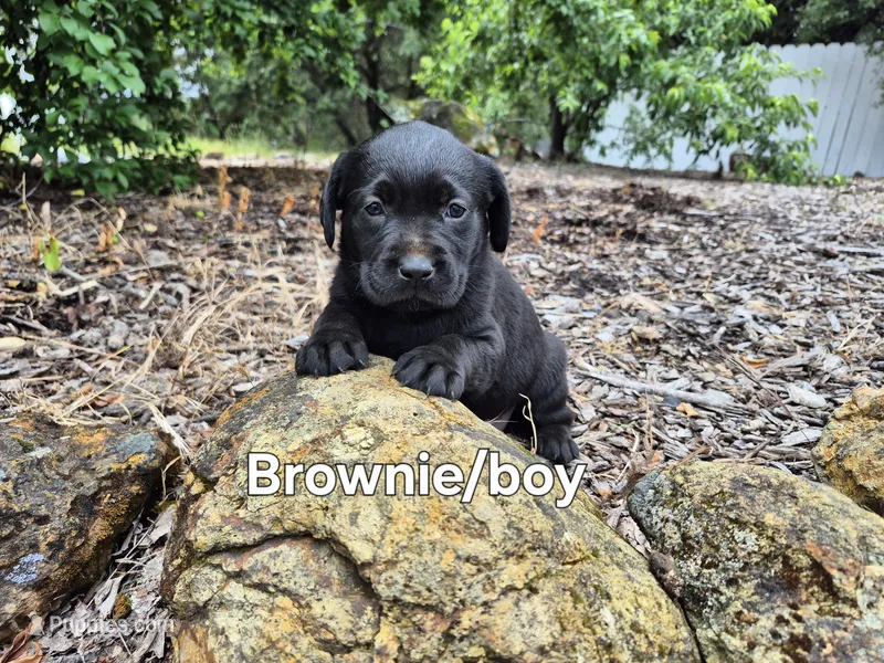 Brownie – Labrador Retriever puppy for sale in Oroville, CA
