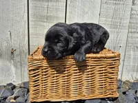 Brownie, a male Labrador Retriever for sale in Oroville, CA – Photo 2 of 2