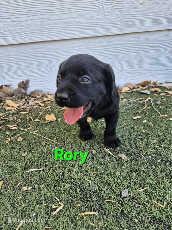 Rory – Labrador Retriever puppy for sale in Oroville, CA