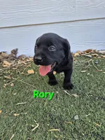 Rory, a male Labrador Retriever for sale in Oroville, CA – 3 of 7