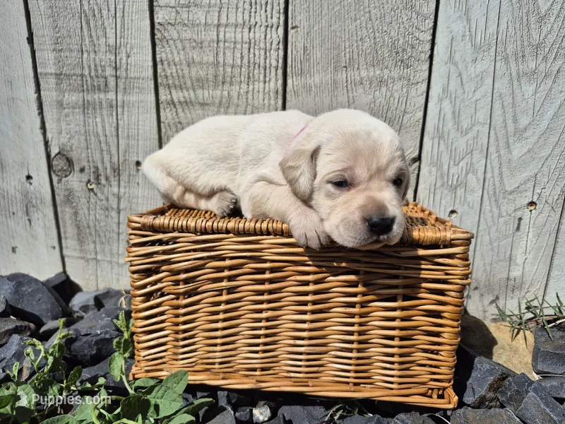 Honey – Labrador Retriever puppy for sale in Oroville, CA