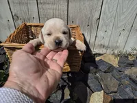 Honey, a female Labrador Retriever for sale in Oroville, CA – Photo 2 of 2