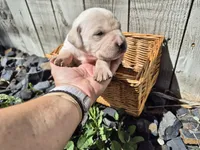 Cupcake, a female Labrador Retriever for sale in Oroville, CA – Photo 1 of 2