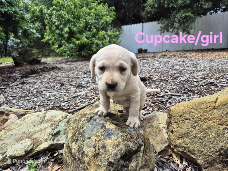 Cupcake – Labrador Retriever puppy for sale in Oroville, CA