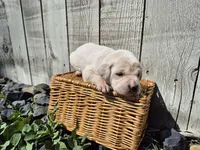 Cupcake, a female Labrador Retriever for sale in Oroville, CA – Photo 2 of 2