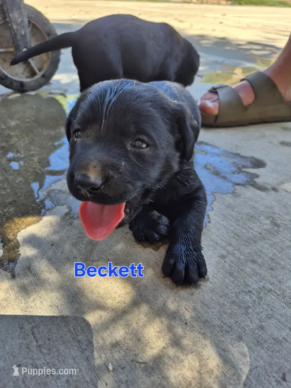 Beckett – Labrador Retriever puppy for sale in Oroville, CA
