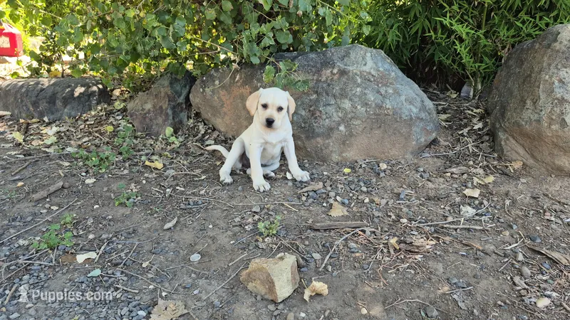 Honey – Labrador Retriever puppy for sale in Oroville, CA