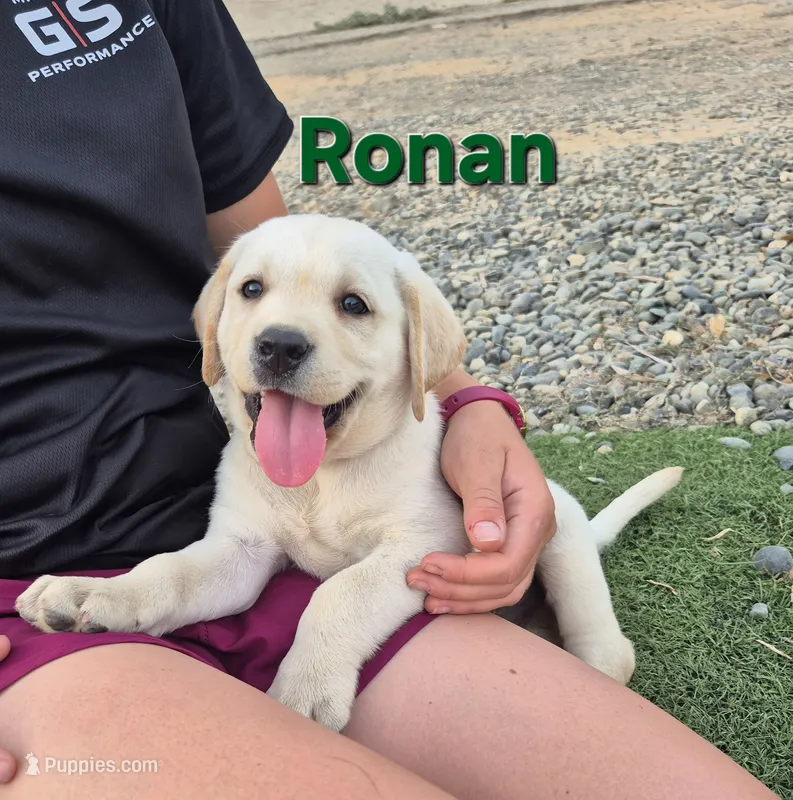 Ronan – Labrador Retriever puppy for sale in Oroville, CA