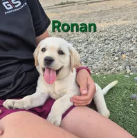 Ronan, a male Labrador Retriever for sale in Oroville, CA – 1 of 6