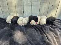 Rory, a male Labrador Retriever for sale in Oroville, CA – 3 of 3
