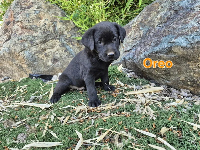 Oreo – Labrador Retriever puppy for sale in Oroville, CA