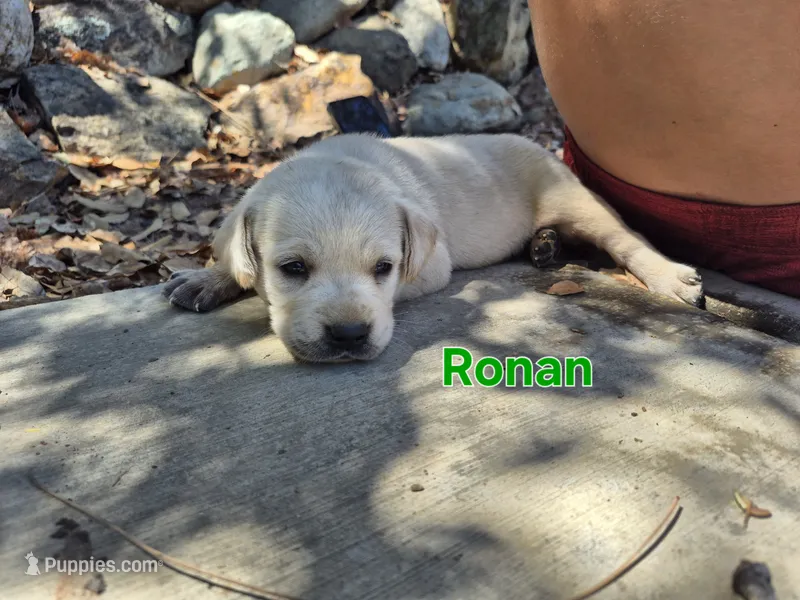 Ronan – Labrador Retriever puppy for sale in Oroville, CA