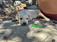 Ronan, a male Labrador Retriever for sale in Oroville, CA – 4 of 6