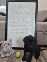 Rory, a male Labrador Retriever for sale in Oroville, CA – 2 of 7