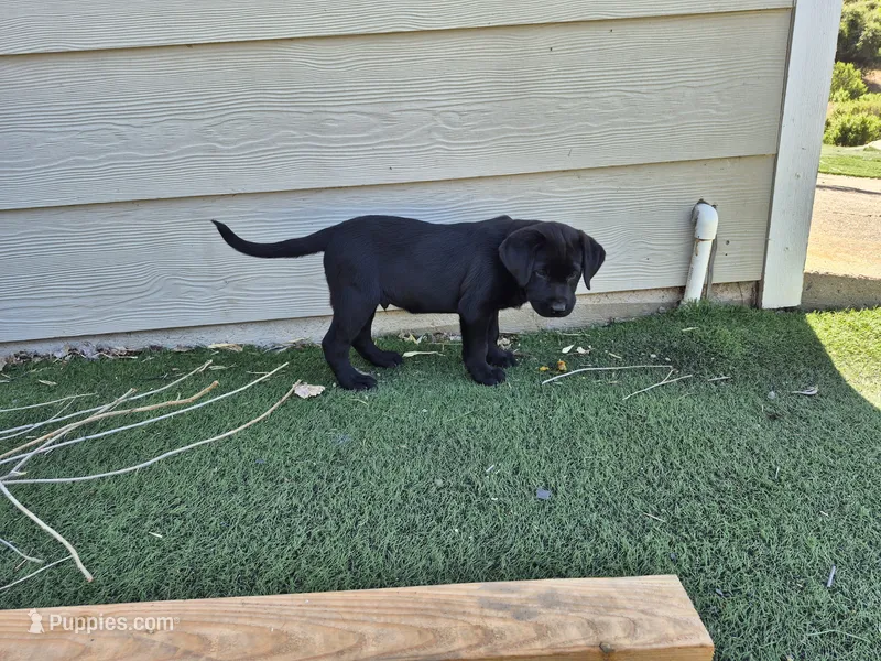 Oreo – Labrador Retriever puppy for sale in Oroville, CA