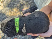 Rory, a male Labrador Retriever for sale in Oroville, CA – 2 of 3