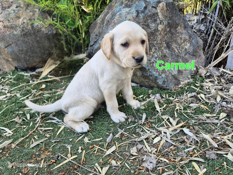 Carmel – Labrador Retriever puppy for sale in Oroville, CA