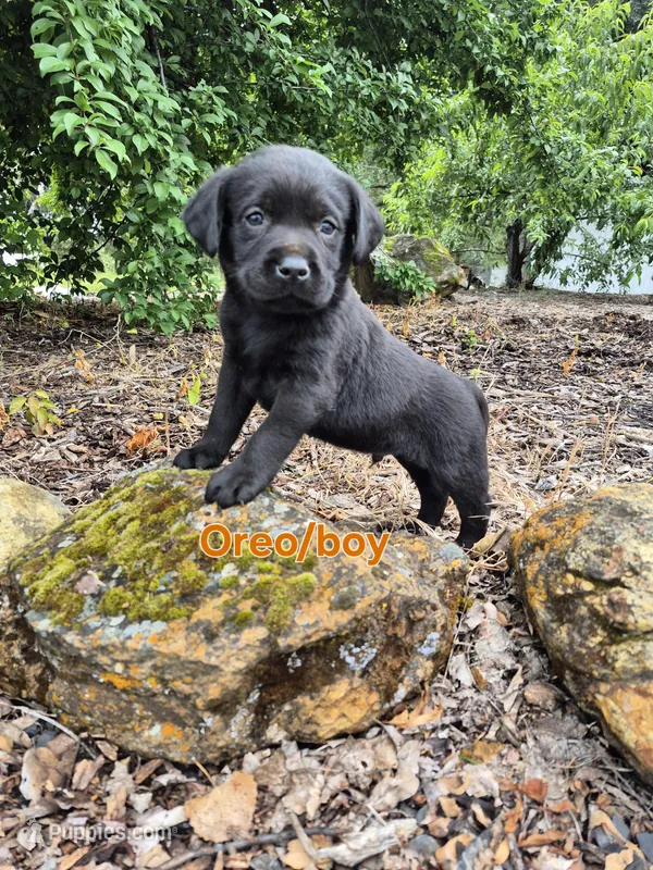 Oreo – Labrador Retriever puppy for sale in Oroville, CA