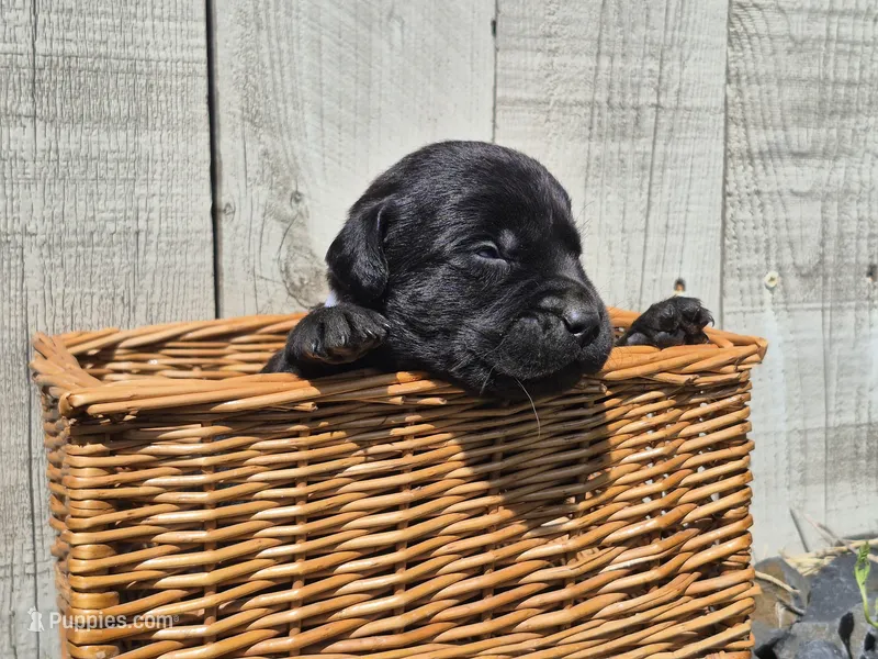 Oreo – Labrador Retriever puppy for sale in Oroville, CA