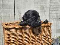 Oreo, a male Labrador Retriever for sale in Oroville, CA – Photo 1 of 2