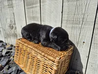 Oreo, a male Labrador Retriever for sale in Oroville, CA – Photo 2 of 2