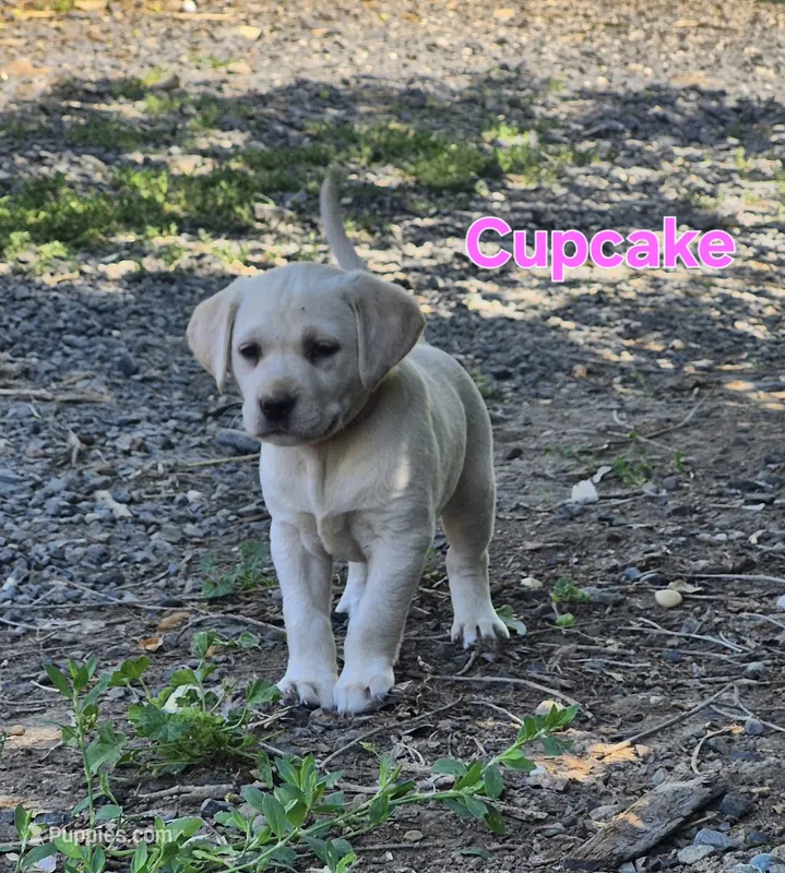 Cupcake – Labrador Retriever puppy for sale in Oroville, CA