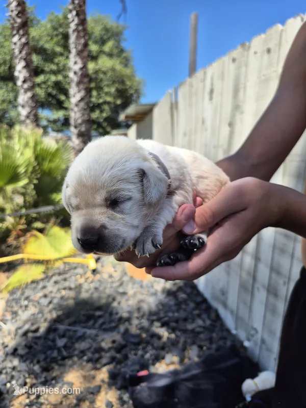 Callum – Labrador Retriever puppy for sale in Oroville, CA