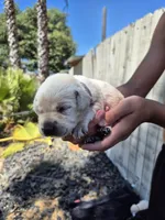 Callum, a male Labrador Retriever for sale in Oroville, CA – 1 of 3