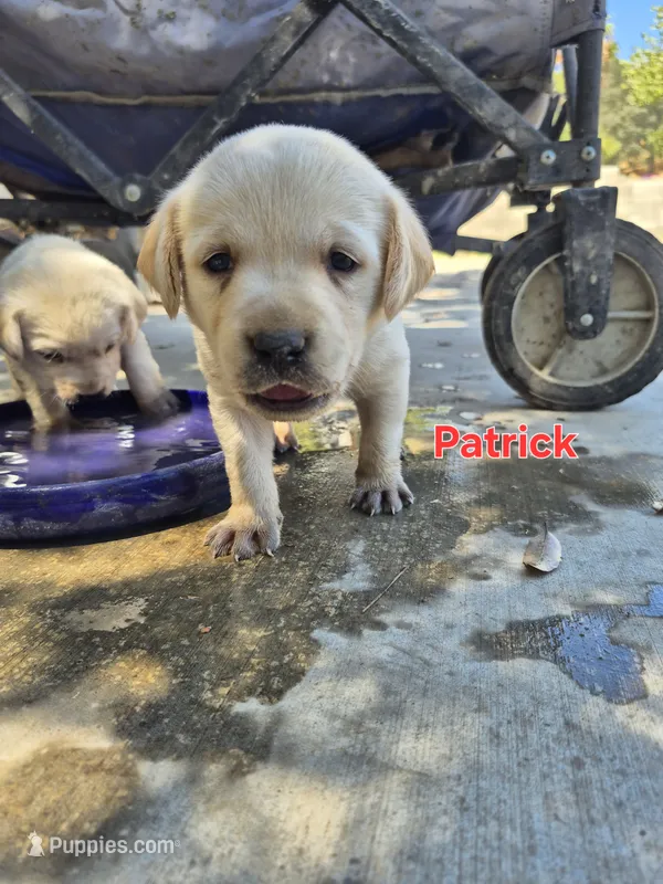 Patrick – Labrador Retriever puppy for sale in Oroville, CA