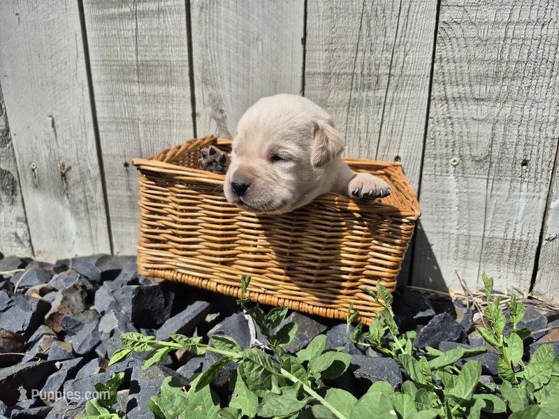 Carmel – Labrador Retriever puppy for sale in Oroville, CA