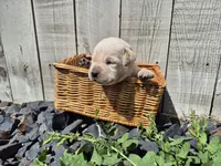Carmel, a male Labrador Retriever for sale in Oroville, CA – Photo 1 of 2