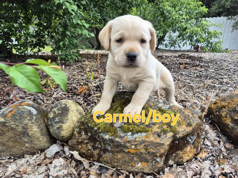 Carmel – Labrador Retriever puppy for sale in Oroville, CA