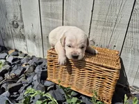 Carmel, a male Labrador Retriever for sale in Oroville, CA – Photo 2 of 2