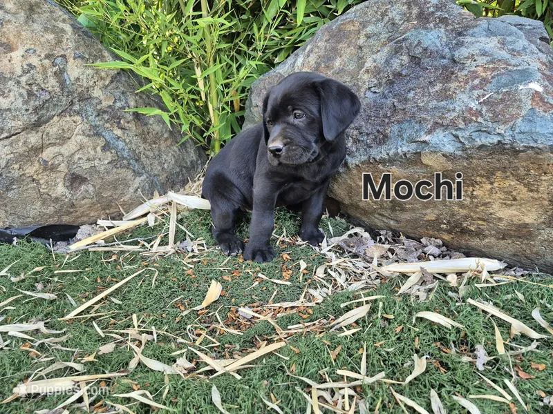 Mochi – Labrador Retriever puppy for sale in Oroville, CA
