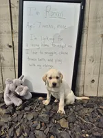 Ronan, a male Labrador Retriever for sale in Oroville, CA – 2 of 6
