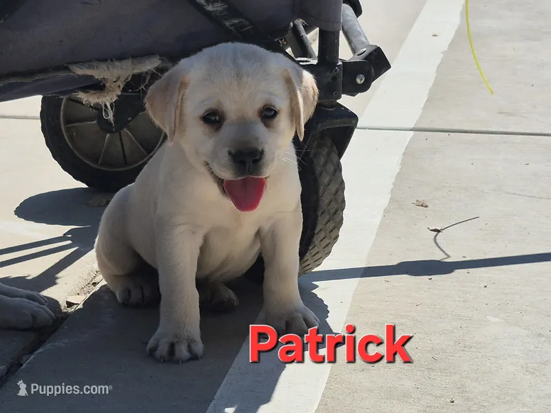 Patrick – Labrador Retriever puppy for sale in Oroville, CA