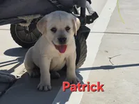 Patrick, a male Labrador Retriever for sale in Oroville, CA – 4 of 8