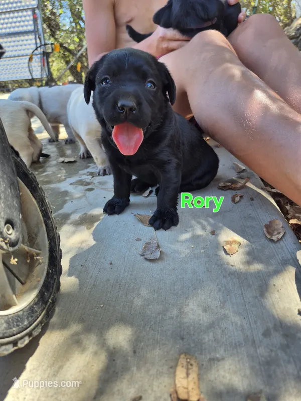 Rory – Labrador Retriever puppy for sale in Oroville, CA
