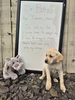 Patrick, a male Labrador Retriever for sale in Oroville, CA – 2 of 8