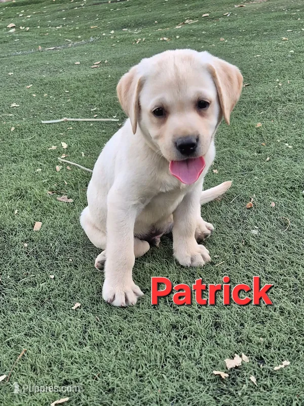 Patrick – Labrador Retriever puppy for sale in Oroville, CA