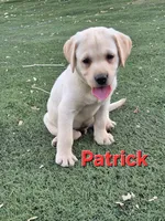 Patrick, a male Labrador Retriever for sale in Oroville, CA – 1 of 8